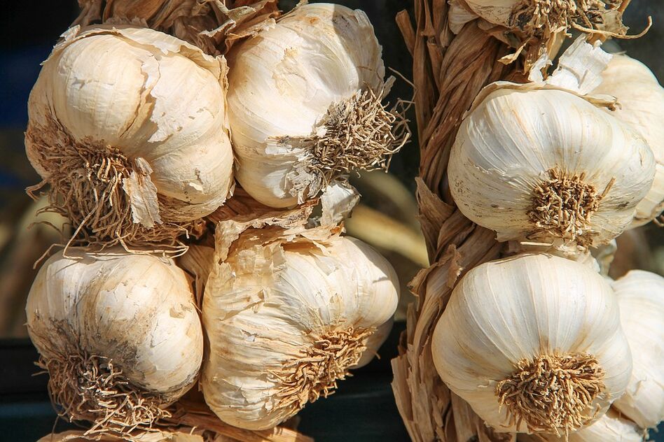 garlic against parasites of the body