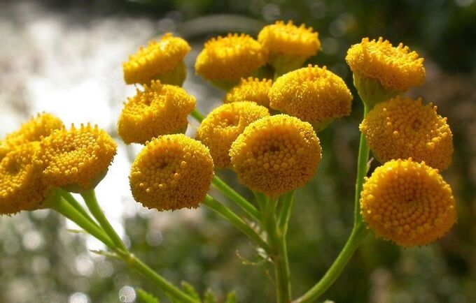 tansy to remove parasites from the body