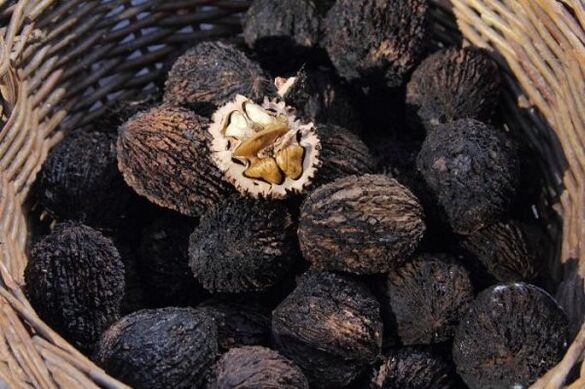 black walnuts from parasites