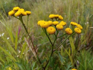 Effect of tansy to worm infestations
